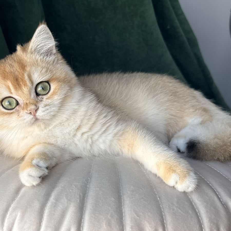 Ferdinand British Shorthair male, black golden chinchilla