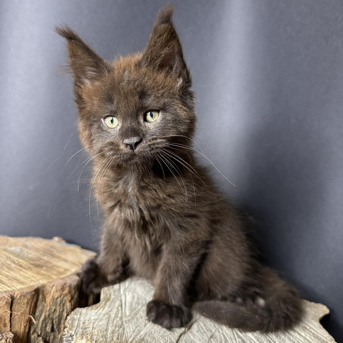 Patron Maine Coon male, black
