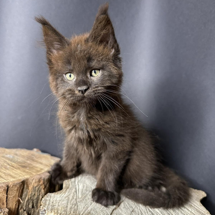 Patron Maine Coon male, black