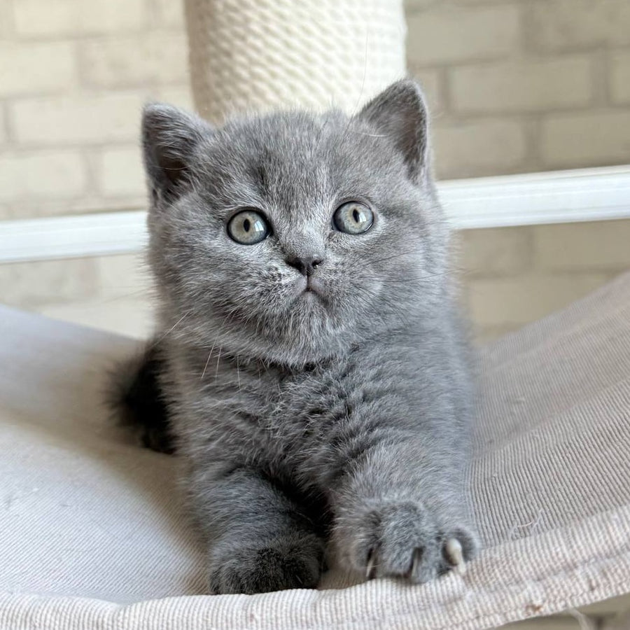 Nolan Scottish Straight male, blue
