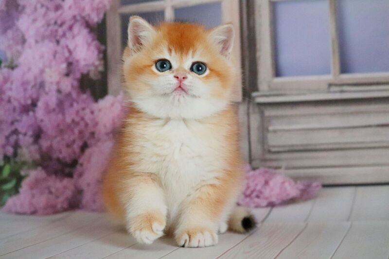 Vincent British Shorthair male black golden chinchilla - live animals