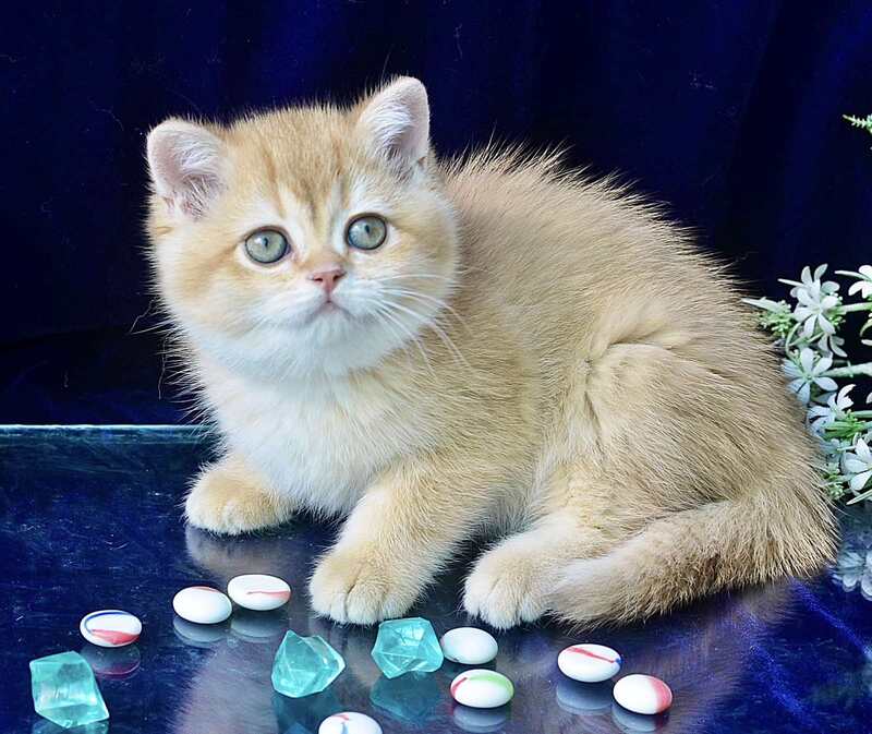 Rafaela British Shorthair female, chocolate golden shaded
