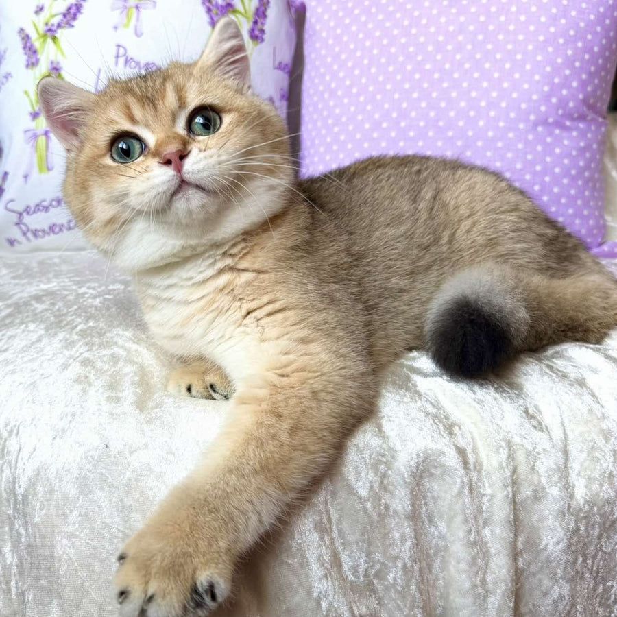Bruno British Shorthair male, black golden shaded