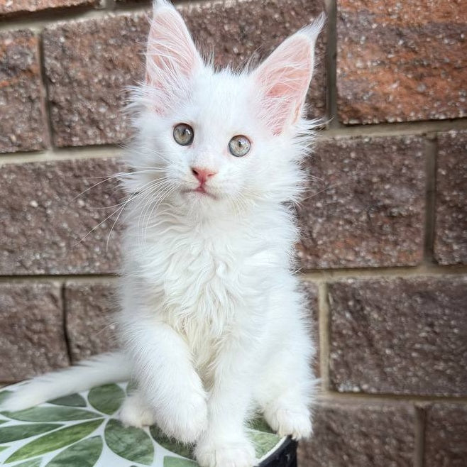 Zoe Maine Coon female, white