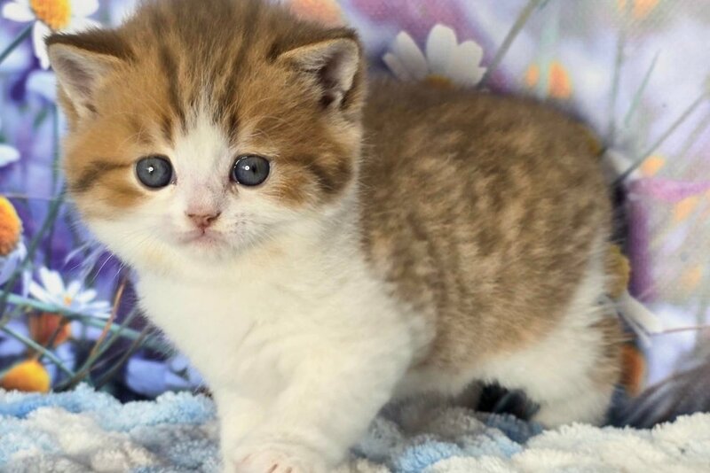 Kenny Scottish Straight male cinnamon spotted tabby bicolour - live animals