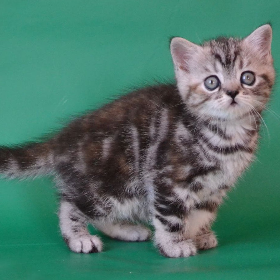 Ola Scottish Straight female, black tortie silver tabby
