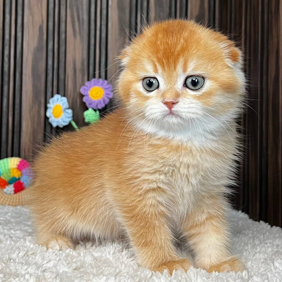 Nala Scottish Fold female, black golden chinchilla