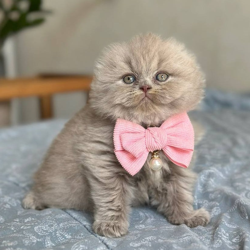 Lava Scottish Fold female, lilac
