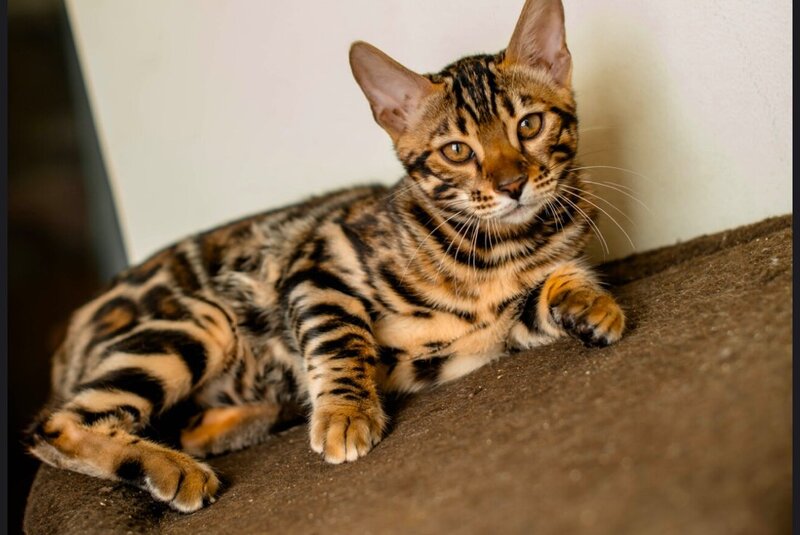 Archi Bengal male, black spotted tabby
