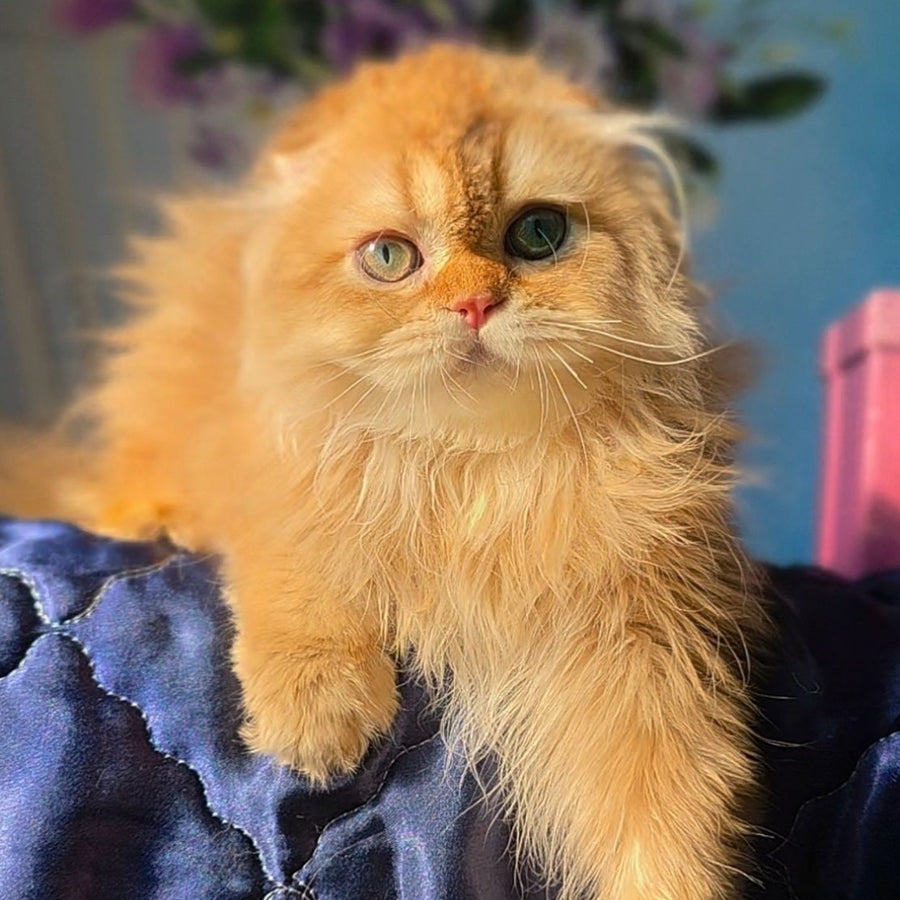 Marcus Scottish Fold male, chocolate golden ticked tabby