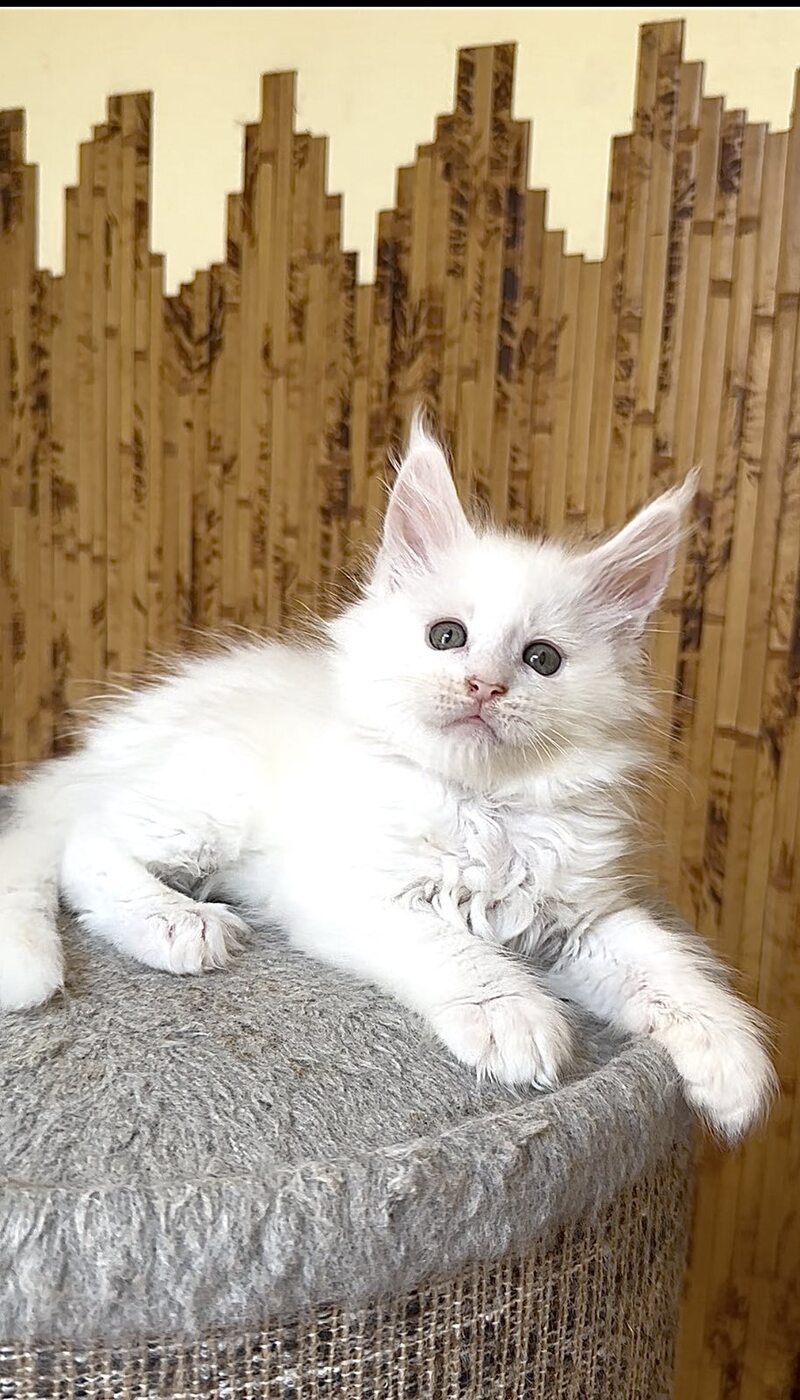 Ustin Maine Coon male, white
