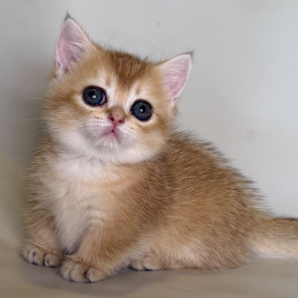 Quirka Munchkin female, black golden shaded