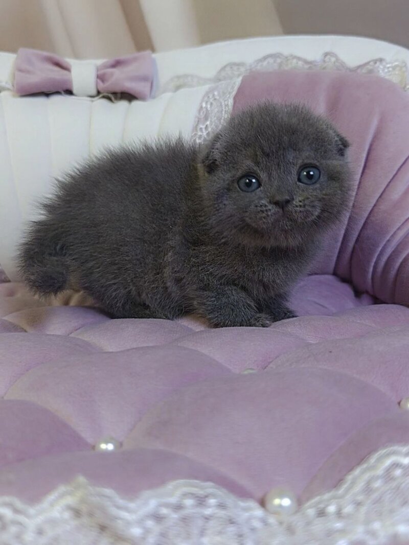 Jelly Scottish Fold female blue - live animals