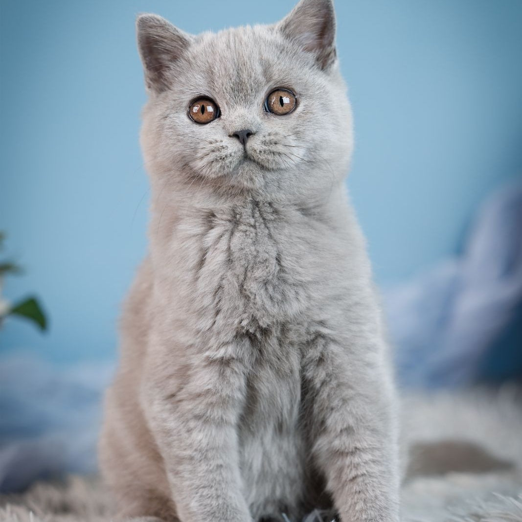 Crystal British Shorthair female, blue