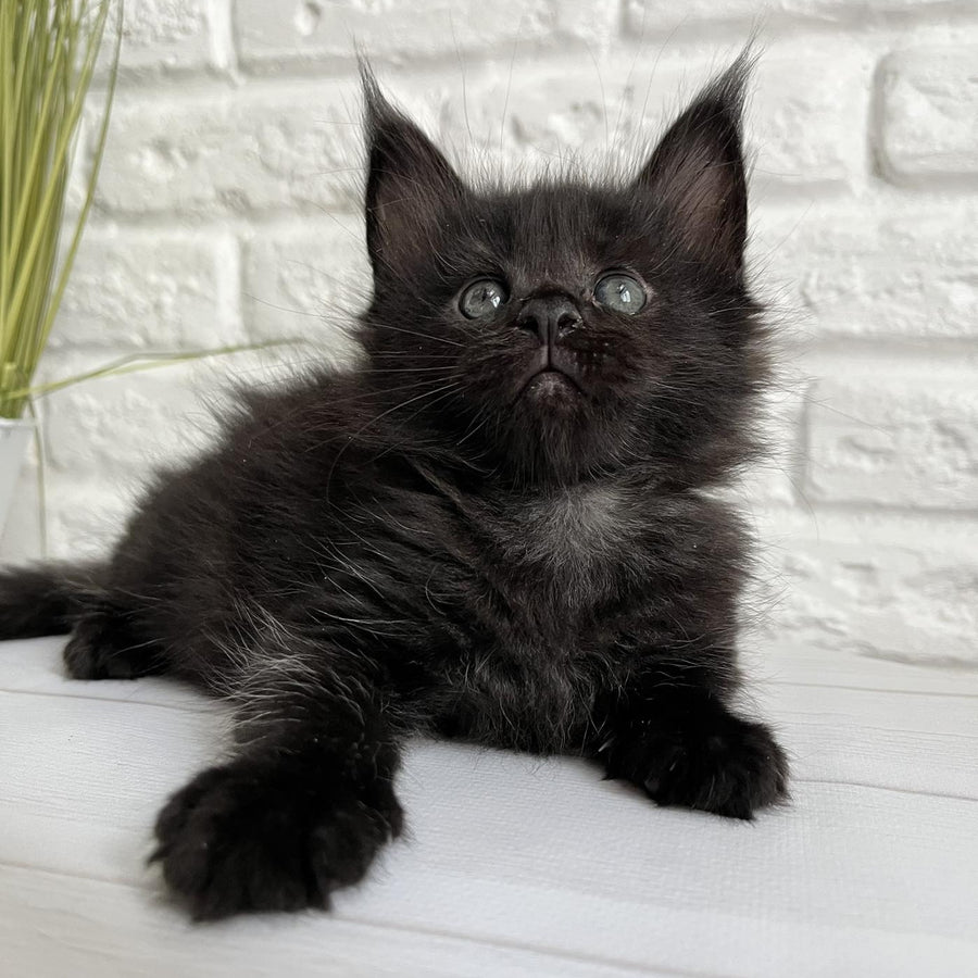 Julie Maine Coon female, black
