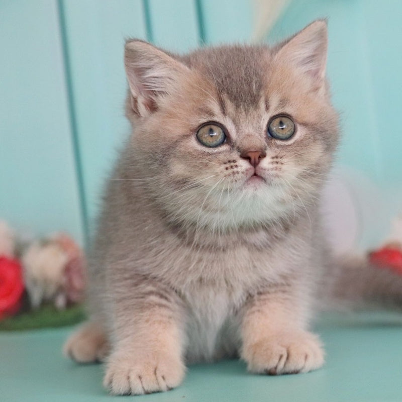 Xavian British Shorthair male, blue golden ticked tabby
