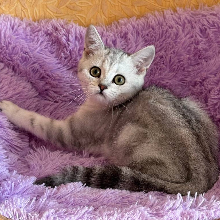 Stefani British Shorthair female, black silver tabby