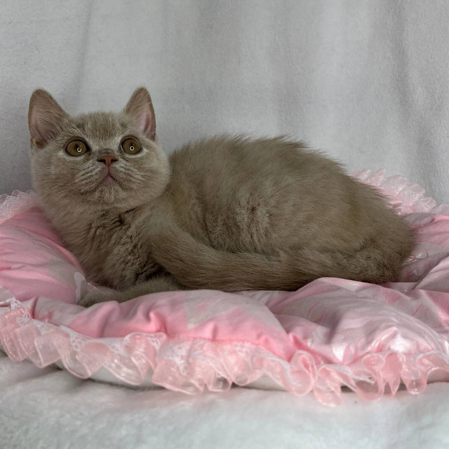 Winston British Shorthair male, lilac