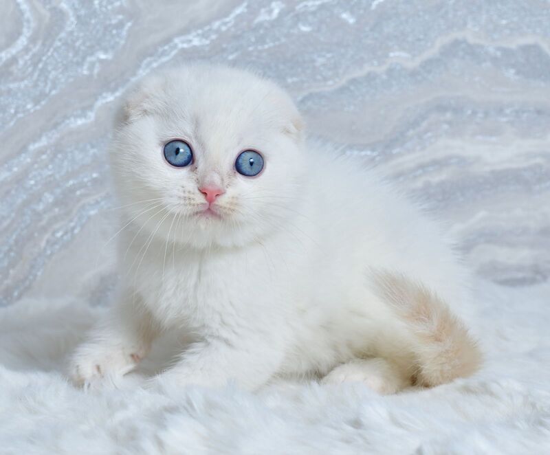 Jeff Scottish Fold male cream tabby pointed - live animals