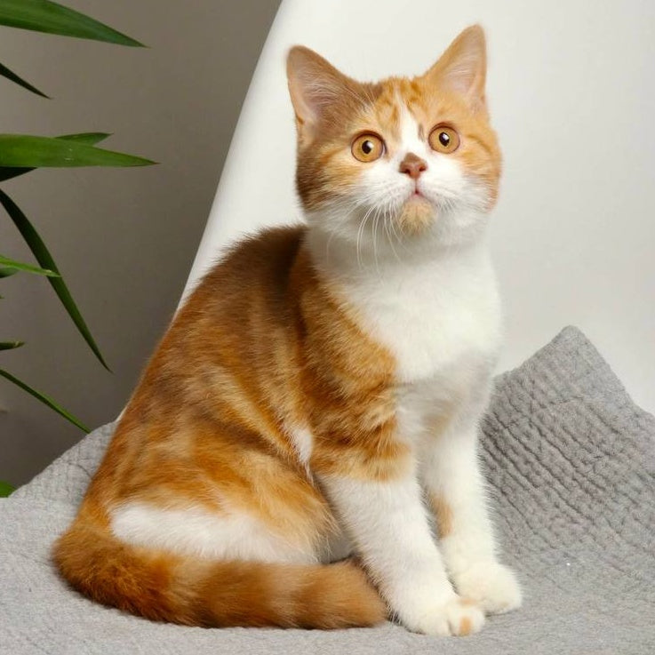 Olivia British Shorthair female, cinnamon tortie bicolour