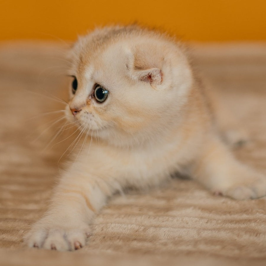 Eskimo Scottish Fold male, black silver shaded