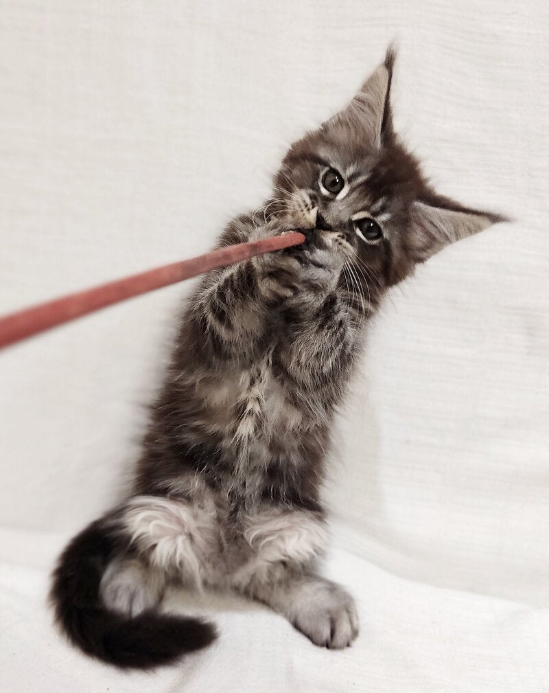 Drive Maine Coon male, black silver tabby