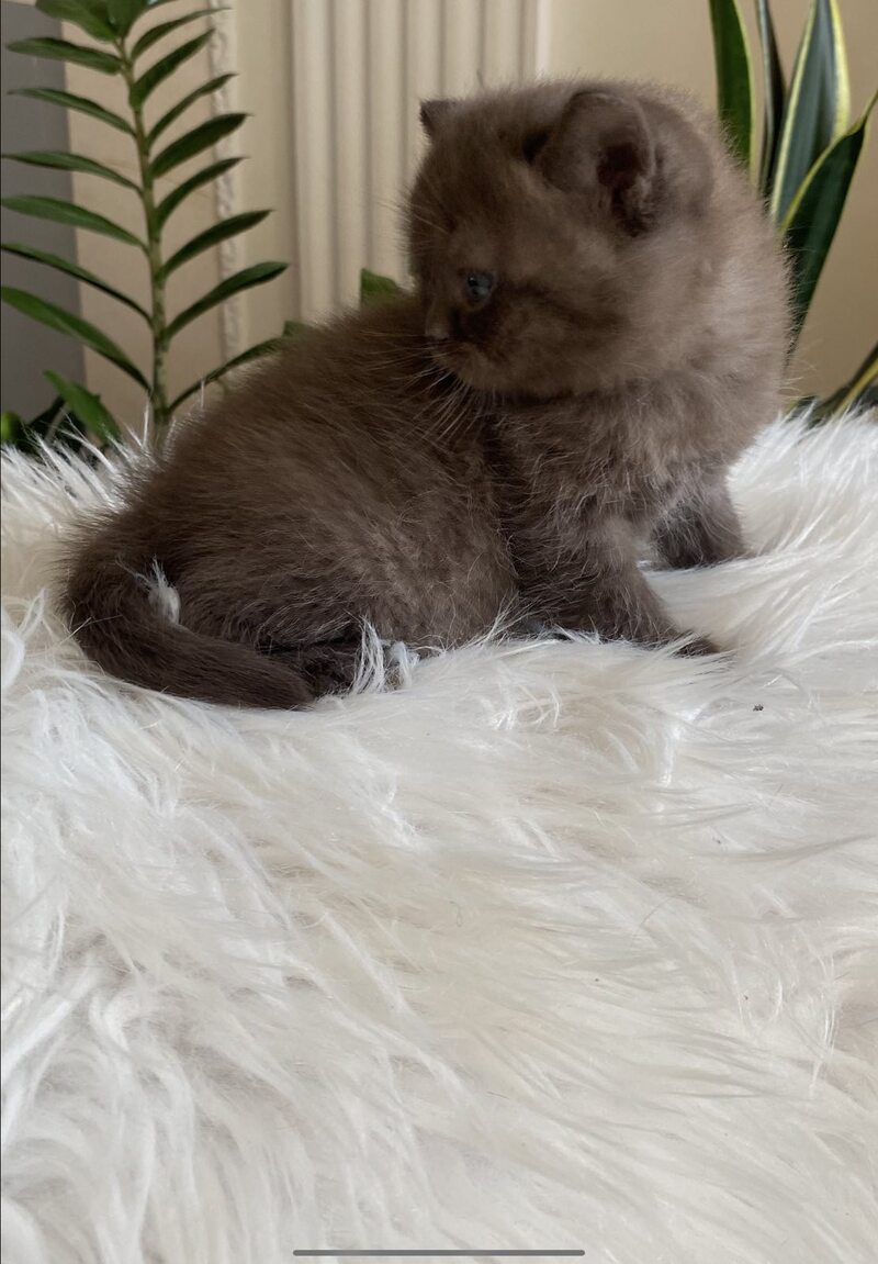 Zefir British Shorthair male chocolate - live animals