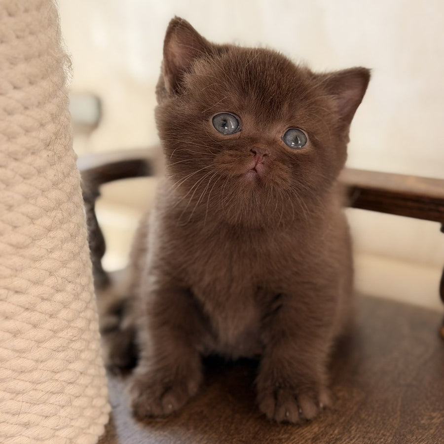 Santa British Shorthair female, chocolate