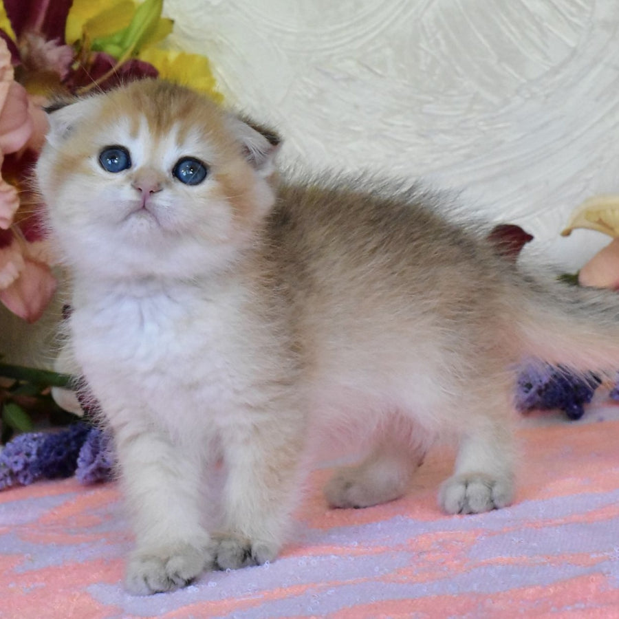 Ecler Scottish Fold male, black golden shaded