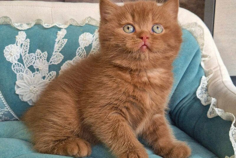 Baksik British Shorthair male cinnamon - live animals