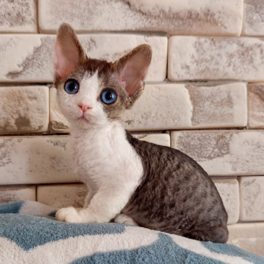Lotty Devon Rex female, black bicolour tabby