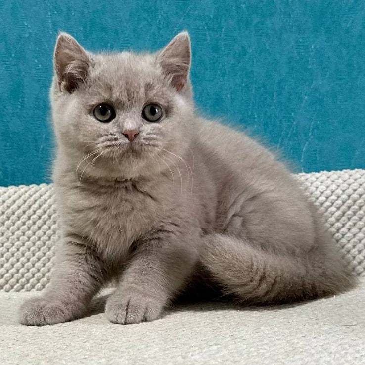 Bonya British Shorthair female, fawn