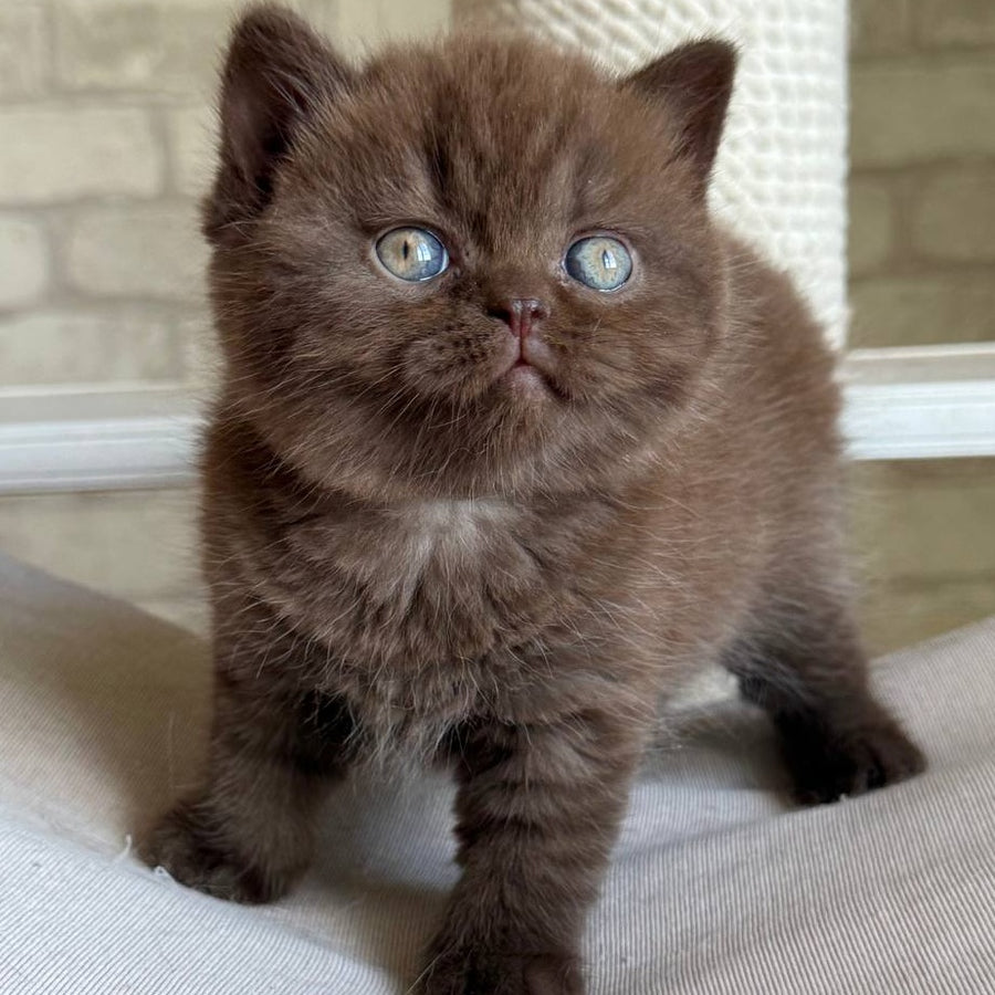 Bruno British Shorthair male, chocolate