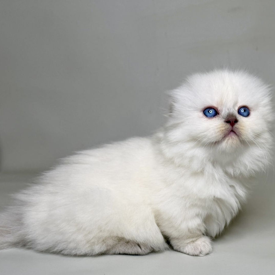 Stormy Munchkin female, blue shaded pointed