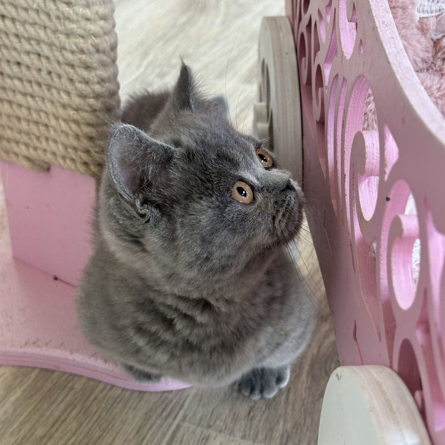 Milka Munchkin female, blue