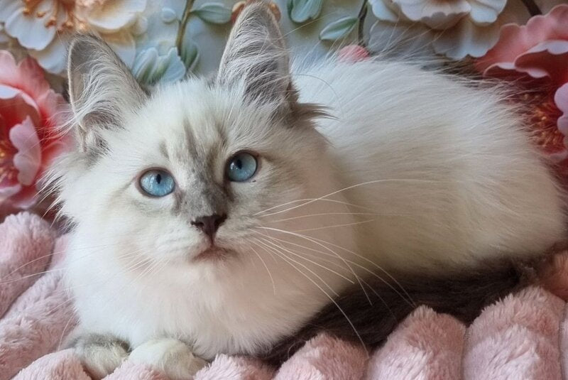 Pearl Siberian female, blue tabby pointed with white