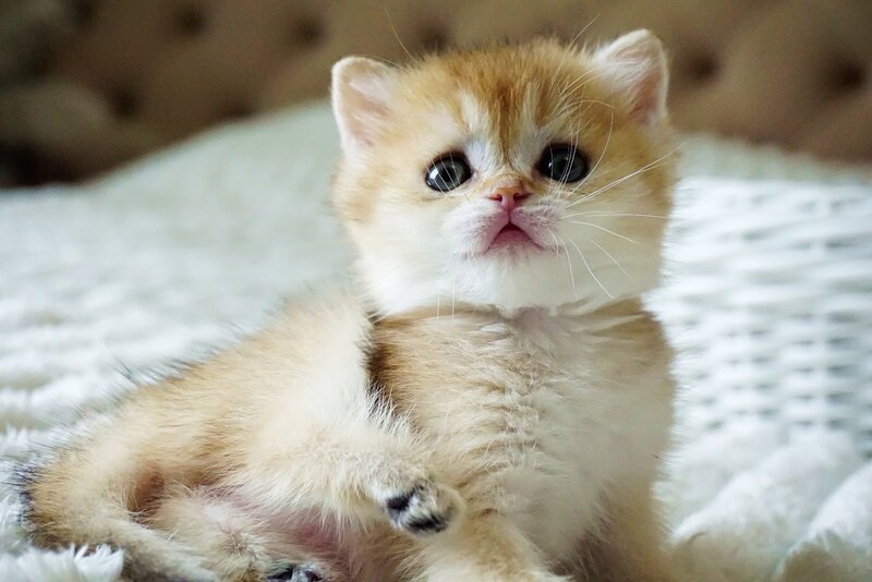 Emily British Shorthair female, black golden shaded