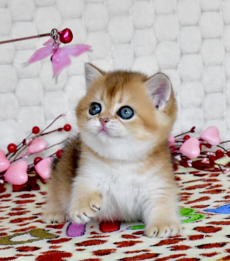 Wayllet British Shorthair female black golden shaded - live animals