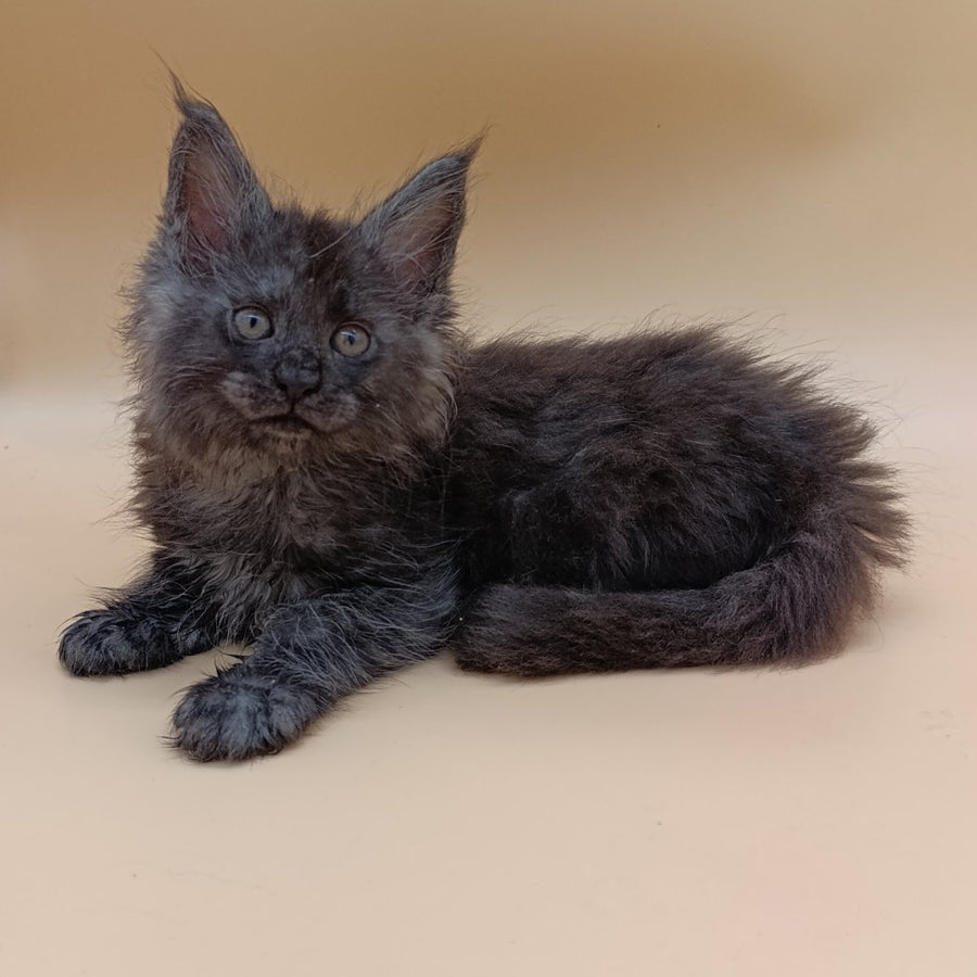 Odin Maine Coon male, black silver