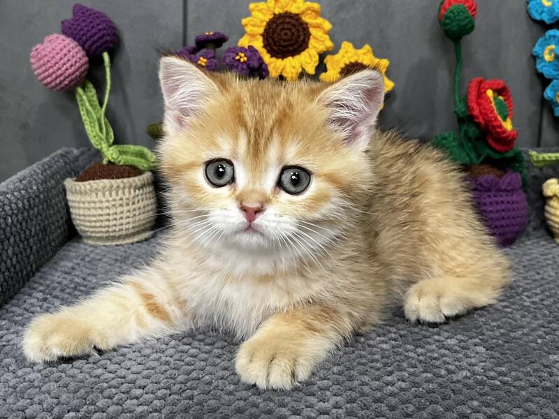 Jenny Scottish Straight female black golden spotted tabby live animals