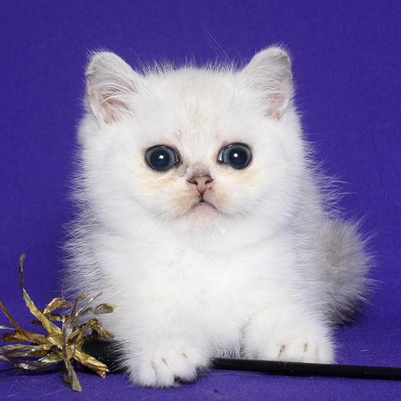 Izor Scottish Straight male, black silver chinchilla