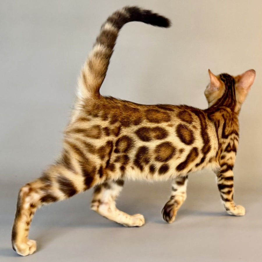 Xirelle Bengal female, black golden spotted tabby