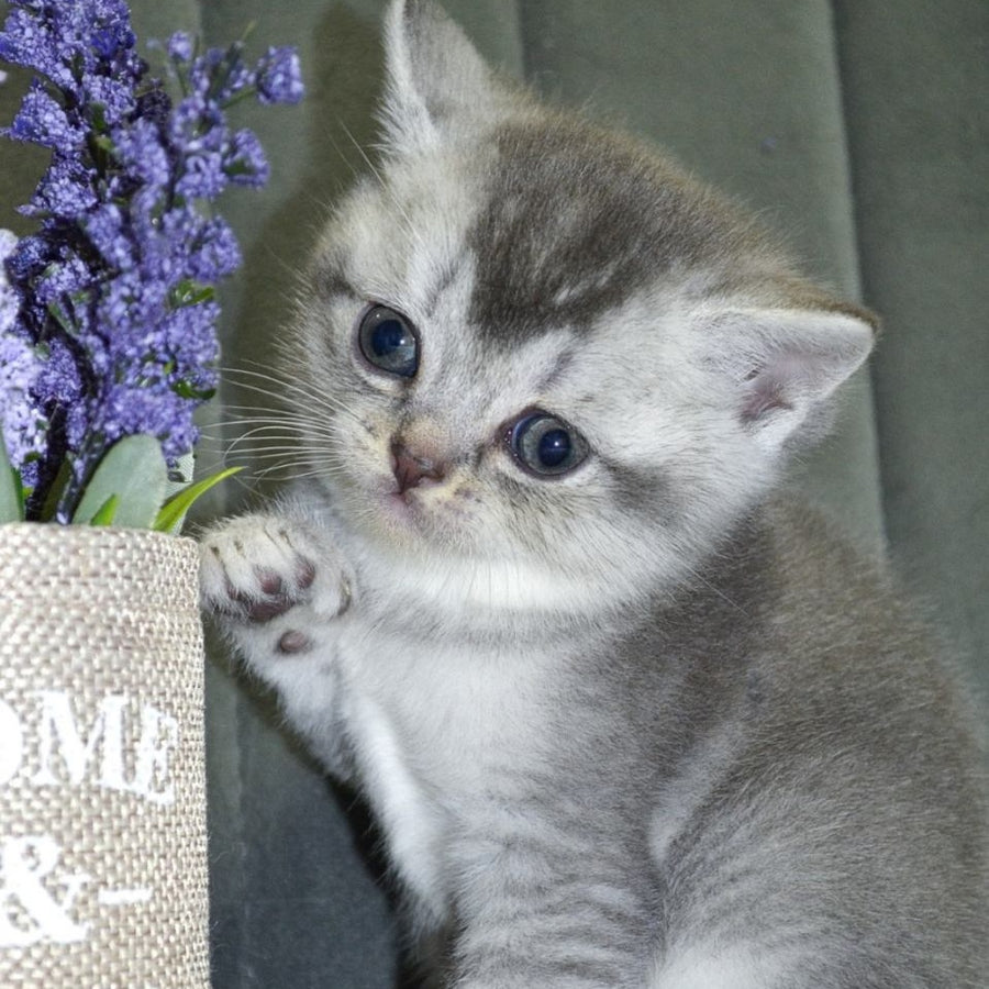 Anet Scottish Straight female, blue silver ticked tabby