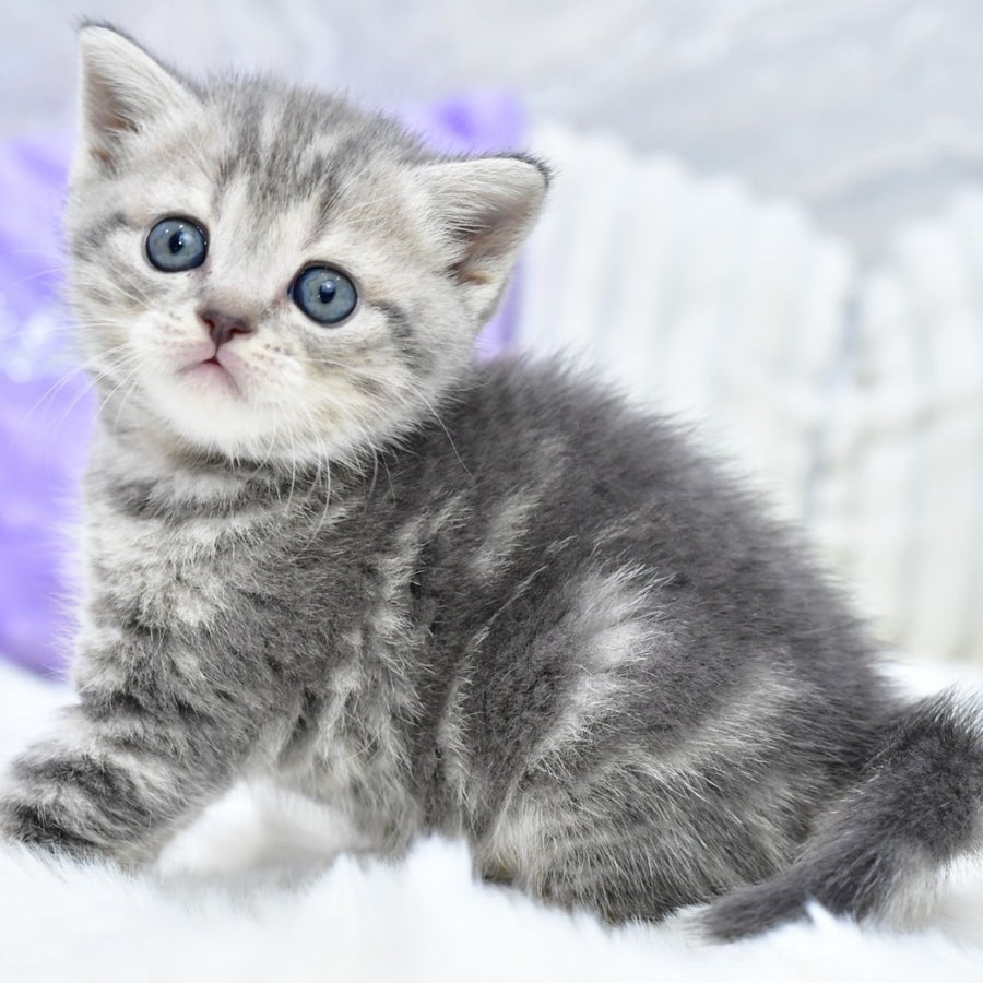 Laki Scottish Straight male, blue tabby
