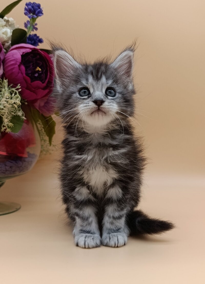 Danica Maine Coon female, black silver tabby