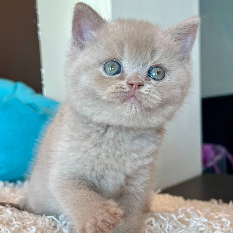 Pamela British Shorthair female, fawn