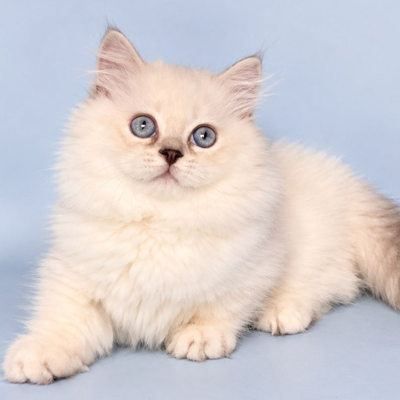 Diana Munchkin female, chocolate silver shaded pointed