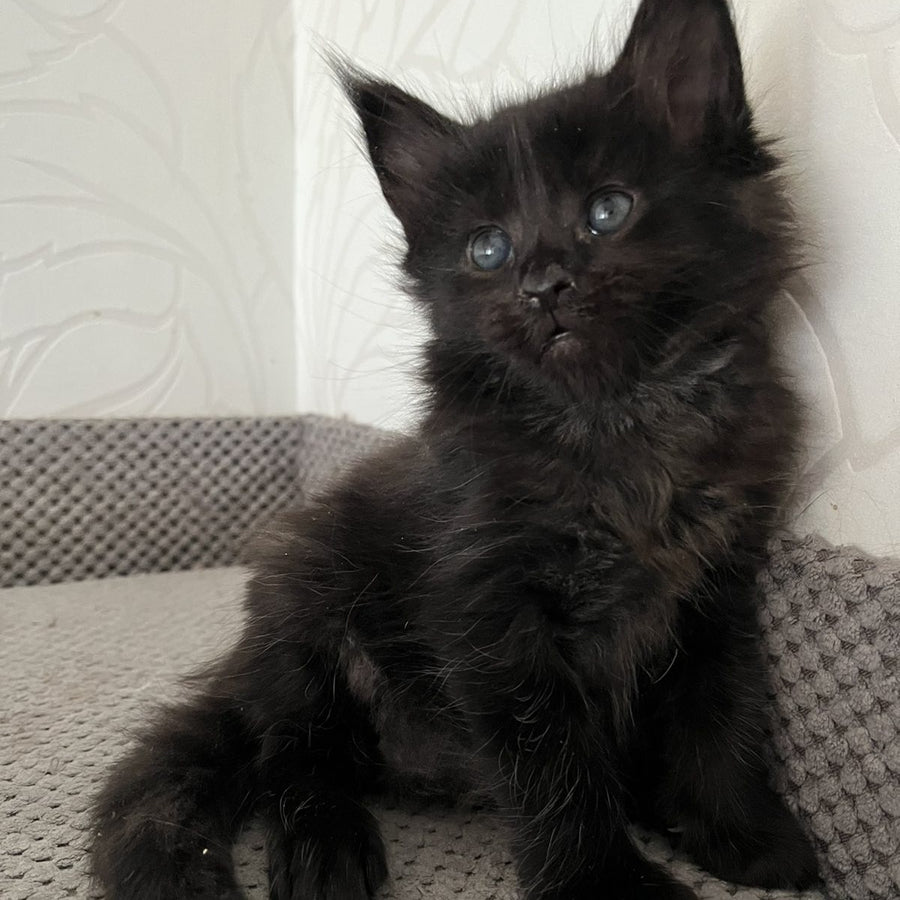Jasmine Maine Coon female, black
