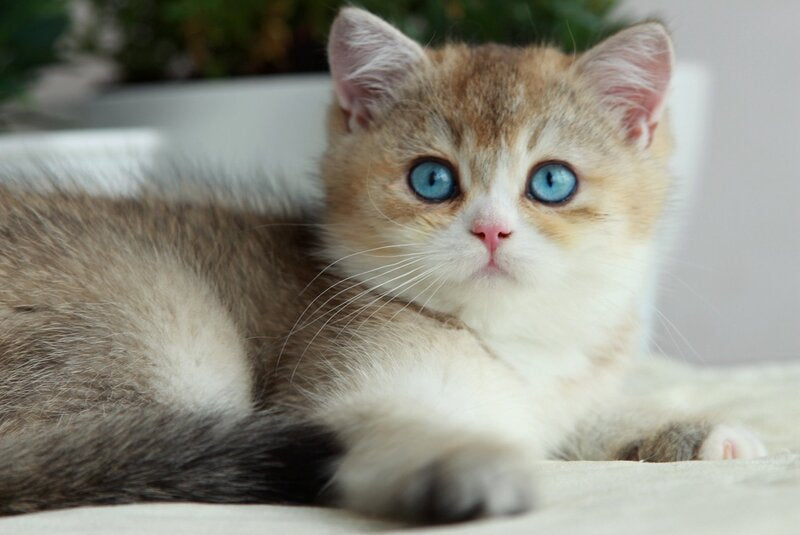 Chase British Shorthair male, black golden ticked tabby with white