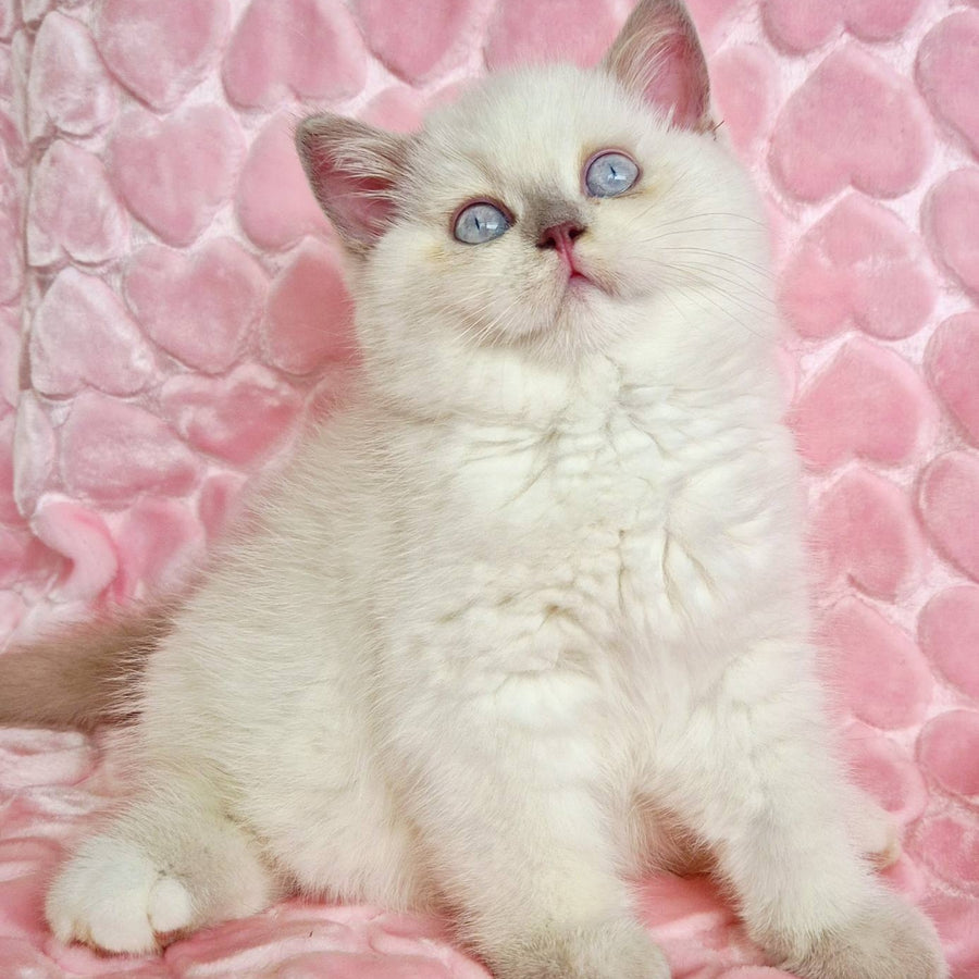 Jack British Shorthair male, fawn pointed